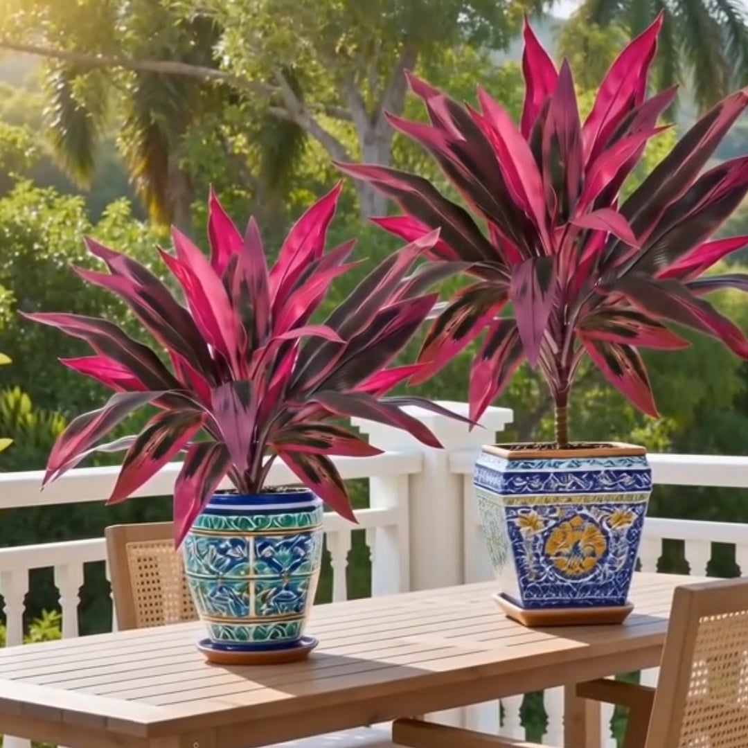 🔥Last Day 50% OFF🔥Artificial Dragon’s Blood Tree Plants